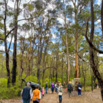 2025 Art in the Porongurup