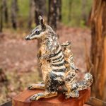 26 - Mother Numbat - Nicole Chalmer